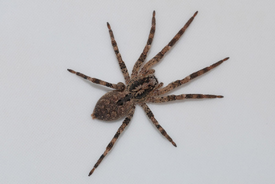 Zoropsis sp.